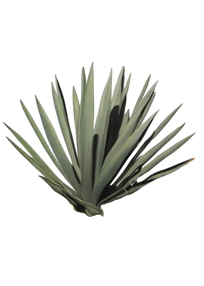 Espadín (Agave angustifolia)