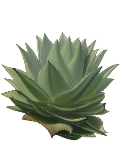 Tobalá (Agave potatorum)