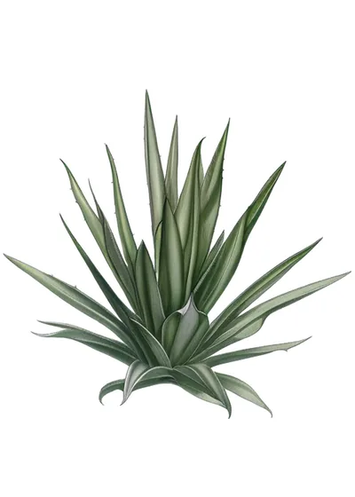 Barril (Agave karwinskii)
