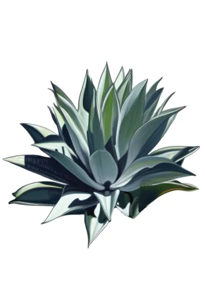 Madrecuixe (Agave karwinskii)