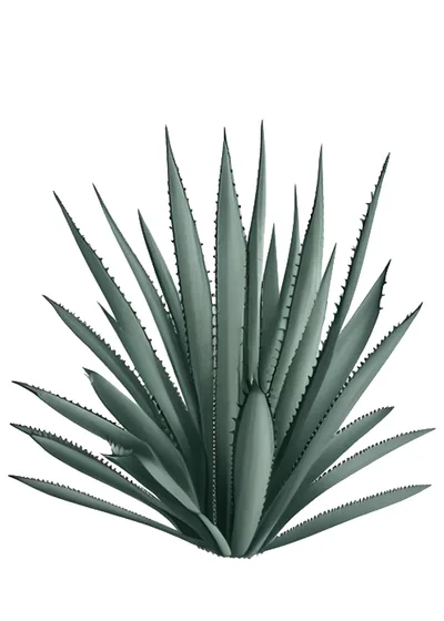 Tobaziche (Agave karwinskii)