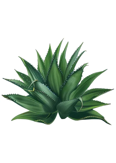 Arroqueño (Agave americana var. oaxacensis)