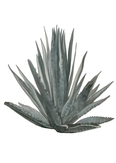 Sierra Negra (Agave americana (Sierra Negra form))