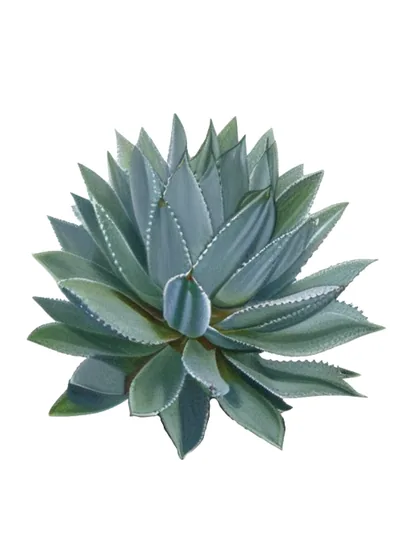 Mexicano (Agave rhodacantha)