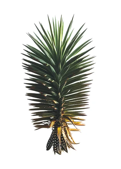 Masparillo (Agave maximiliana / Agave rhodacantha (regional use))