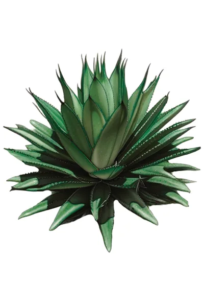 Papalote (Agave cupreata)