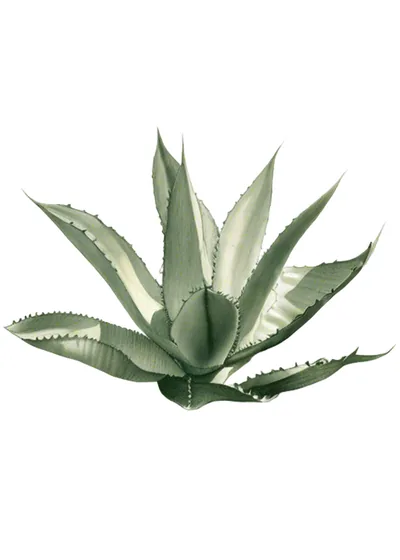 Alto (Agave inaequidens)
