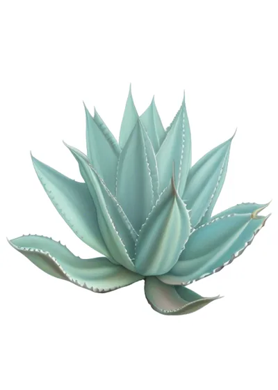 Salmiana (Agave salmiana)