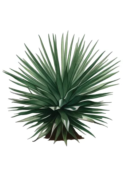 Cimarrón (Agave salmiana subsp. crassispina)