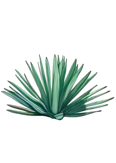 Cenizo Durangensis (Agave durangensis)