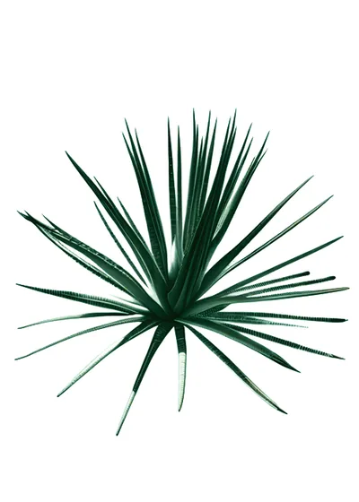 Chato de Sahuayo (Agave americana sahuayensis)