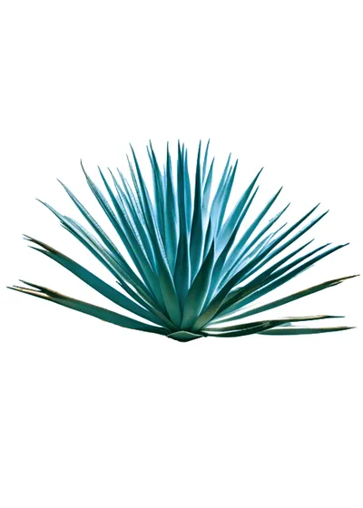 Lechuguilla de la Sierra (Agave maximiliana)