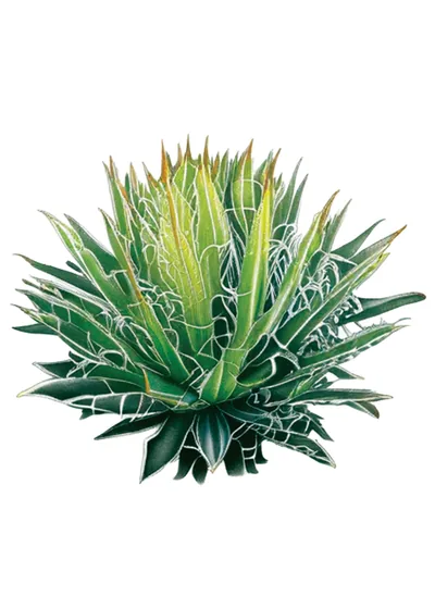 Maguey Verde (Agave gentryi)