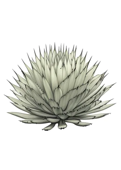 Pacífica (Agave pacifica)