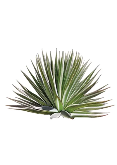 Wocomahi (Agave wocomahi)