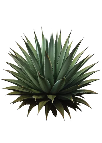 Lamparillo (Agave asperrima)