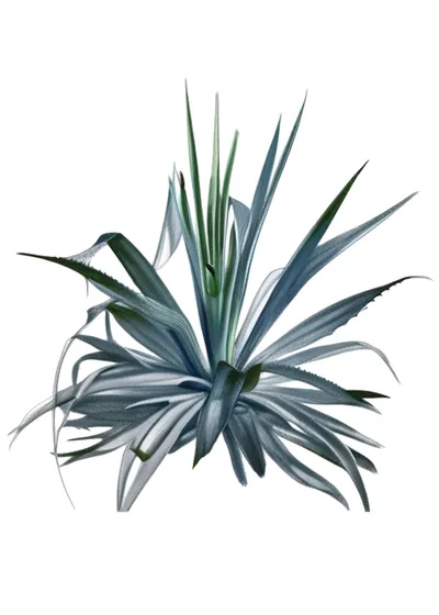 Tepemete (Agave angustifolia (wild forms))