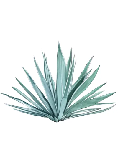 Espadita (Agave macroacantha)