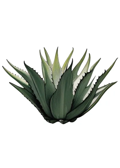 Cincoañero (Agave cantala)