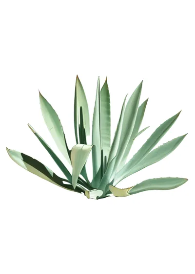 Castilla (Agave applanata)