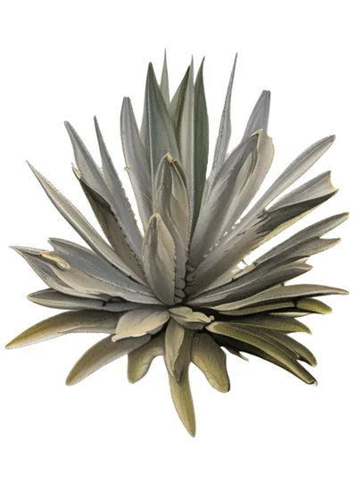 Chuparrosa (A. sp. angustifolia-americana hybrid)