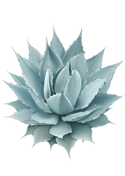 Pulquero (Agave atrovirens)